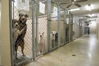 Dogs in shelter - picture